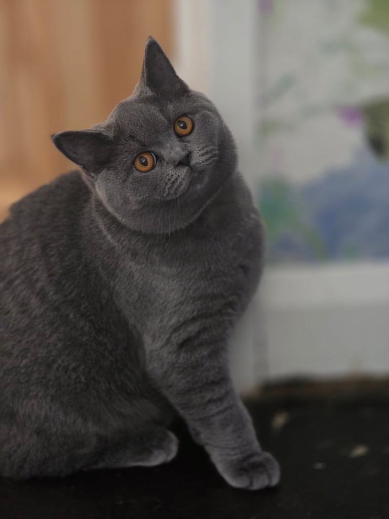 British shorthair kittens 