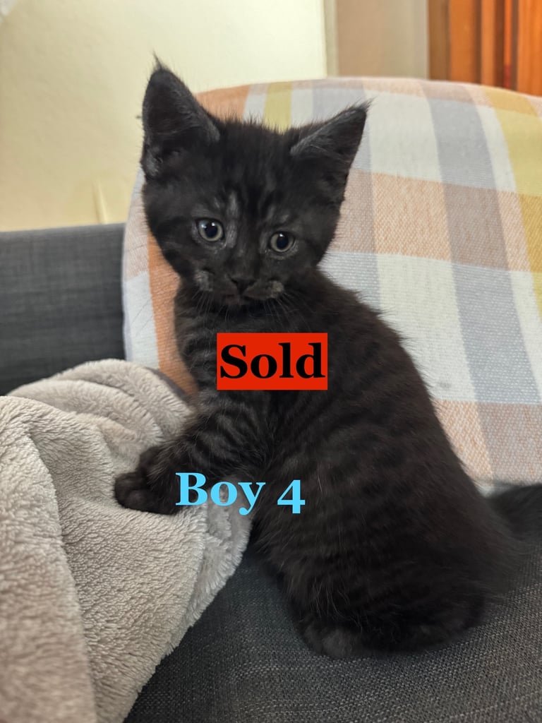 Maine Coon Mix Kittens - All Sold Now