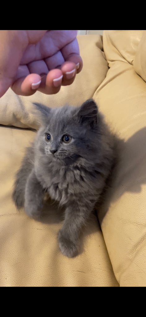 Beautiful British blue kittens 