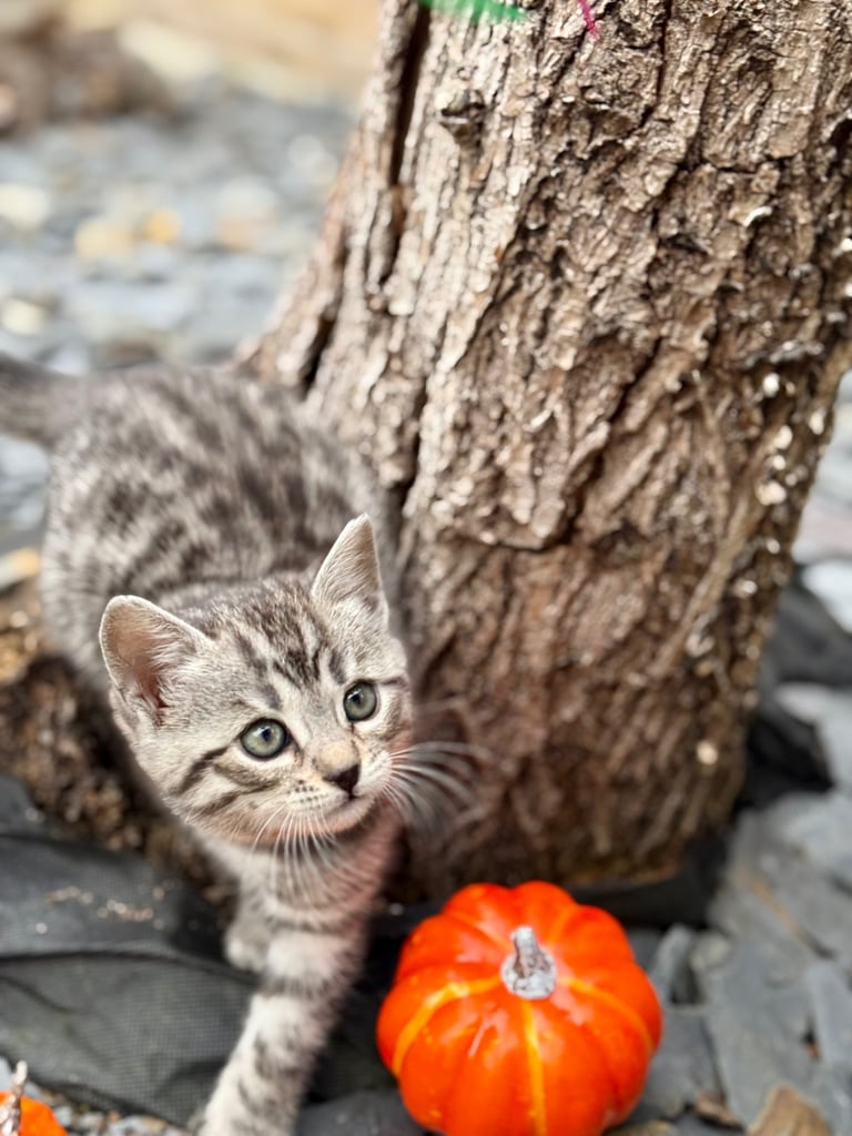 Beautiful Bengal Kittens 