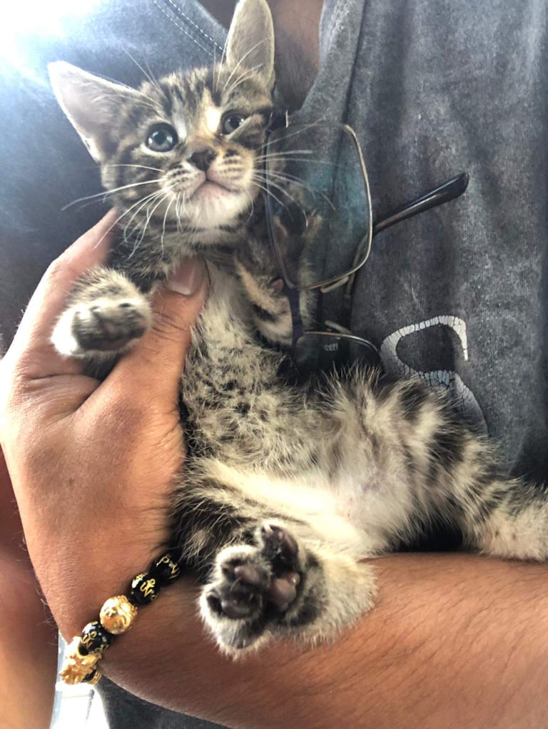 Stunning litter of Bengal X Ragdooll kiittens ready to go