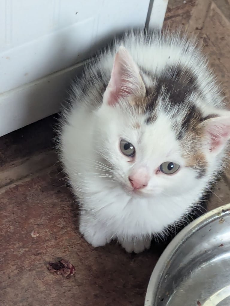 3 Kittens for sale £50 each