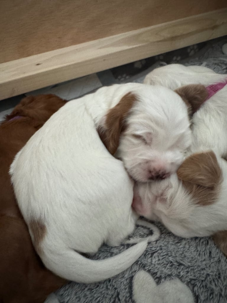 Gorgeous F2b Cockapoo puppies ready to reserve