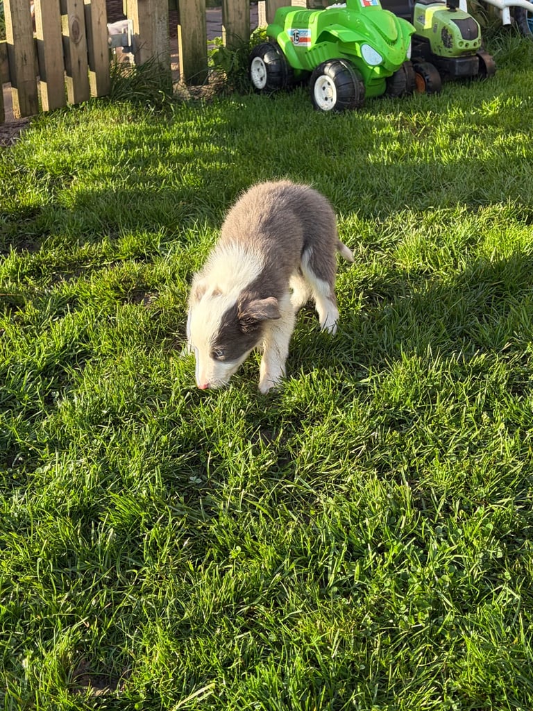 Border collie puppies 