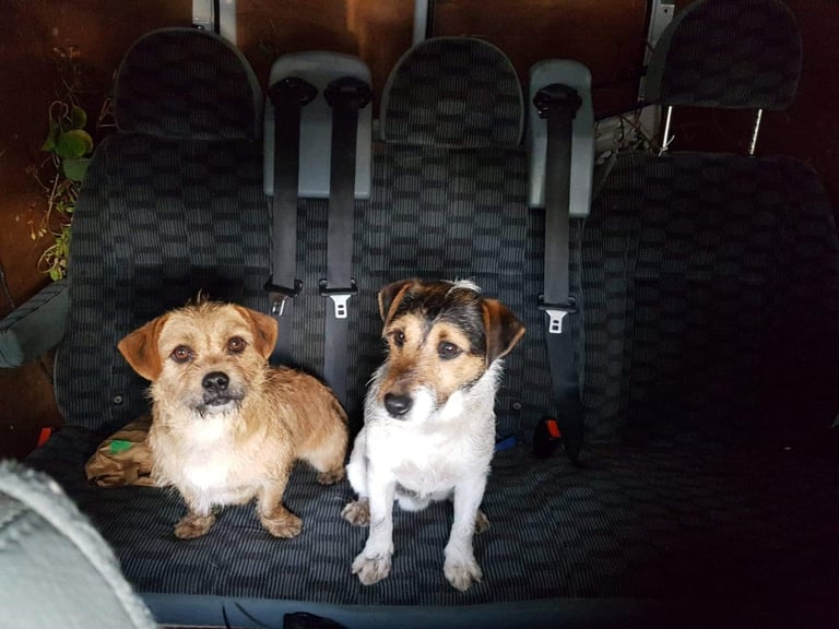 Jack russell pups 