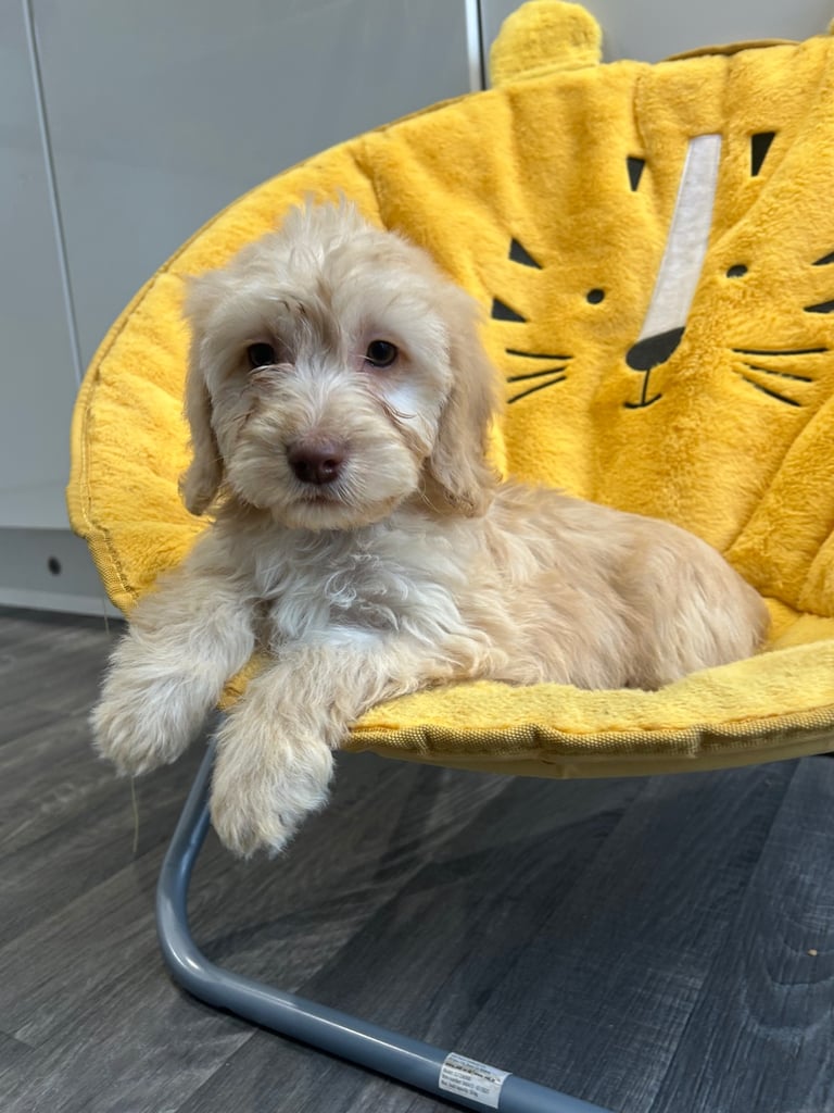 Cockapoo puppies 