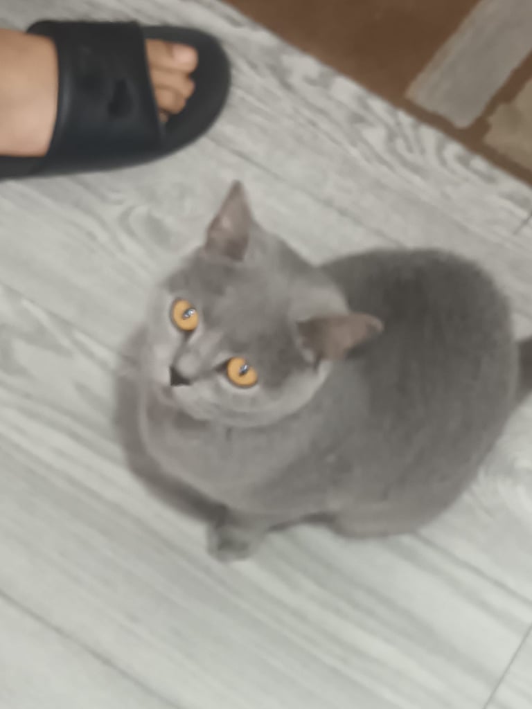 image for Pure British shorthair