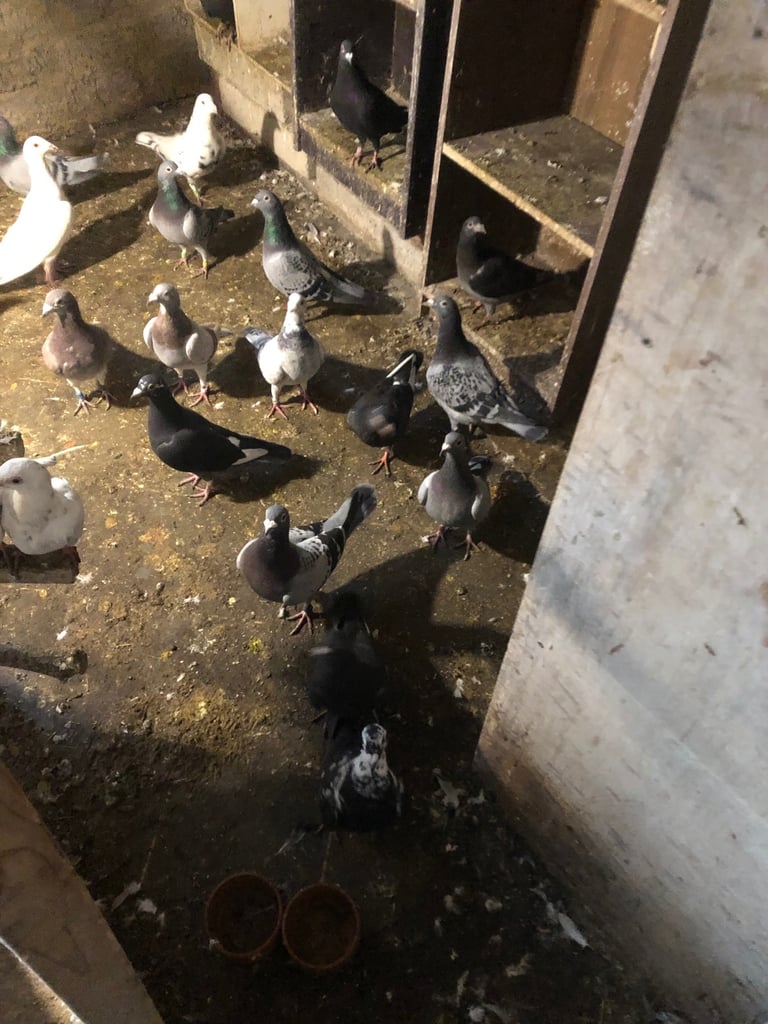 Pigeons 
