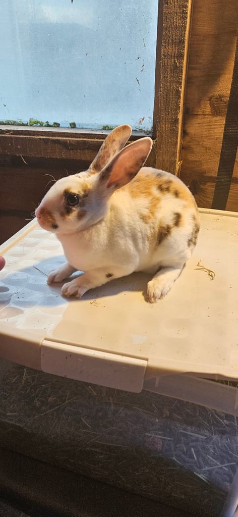 Mini rex  quality breeding 