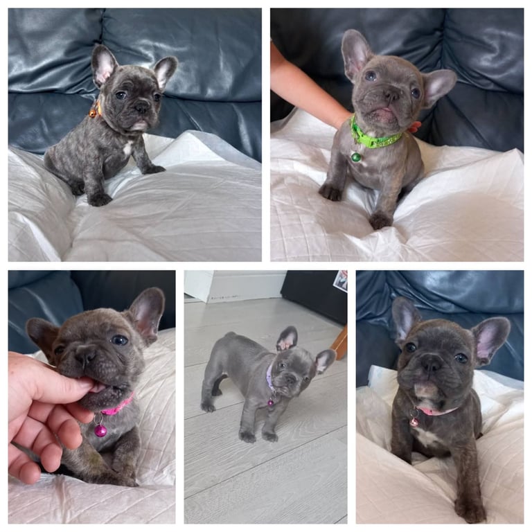 French bulldog puppies
