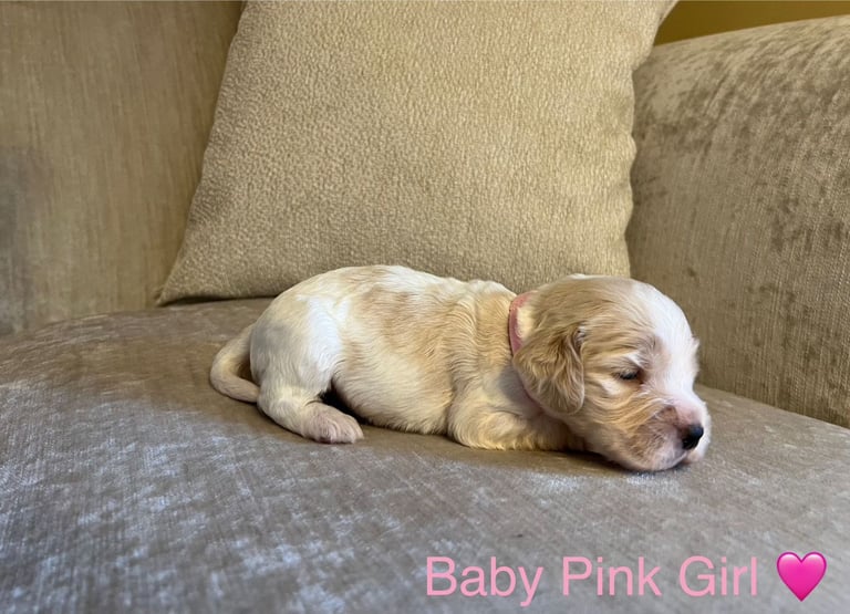 ✨ Show Cocker Spaniel Puppies For Sale ✨