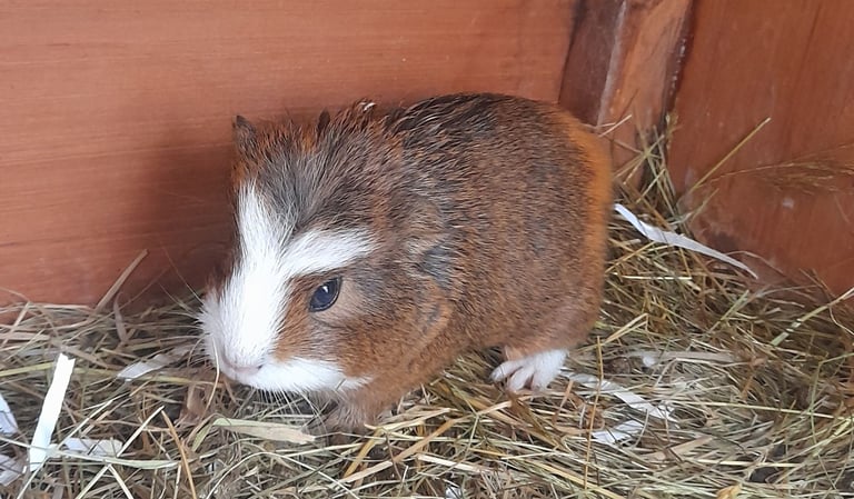 1 baby boy guinea pig for sale 