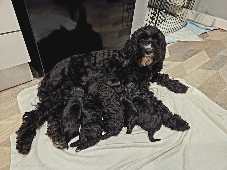 Cockapoo puppies