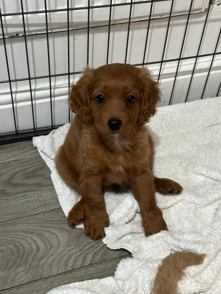 Cavapoo puppy’s 
