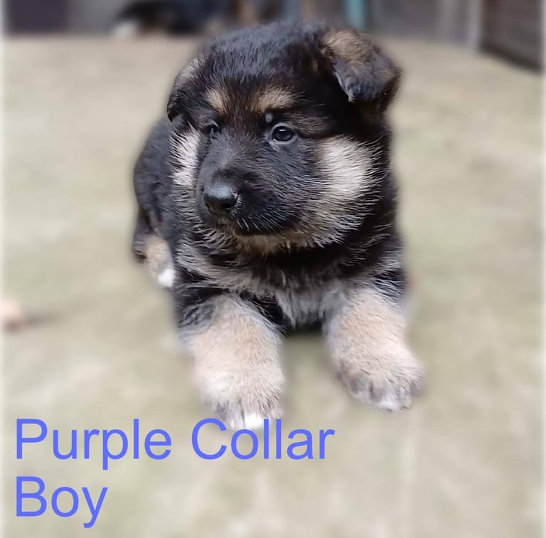 image for Confident Traditional German Shepherd Puppies