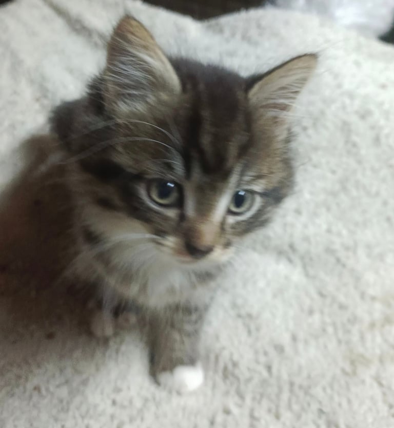 Kittens-British long hair