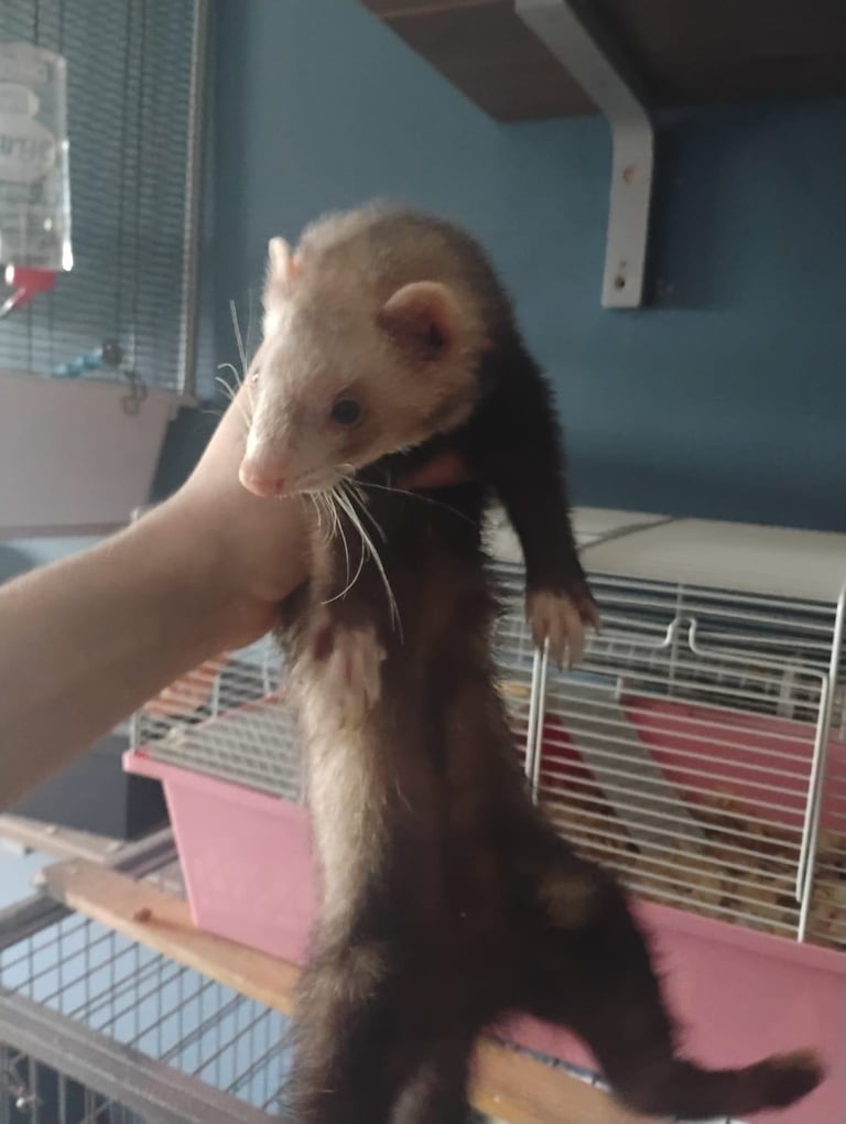 2 female ferrets for sale 
