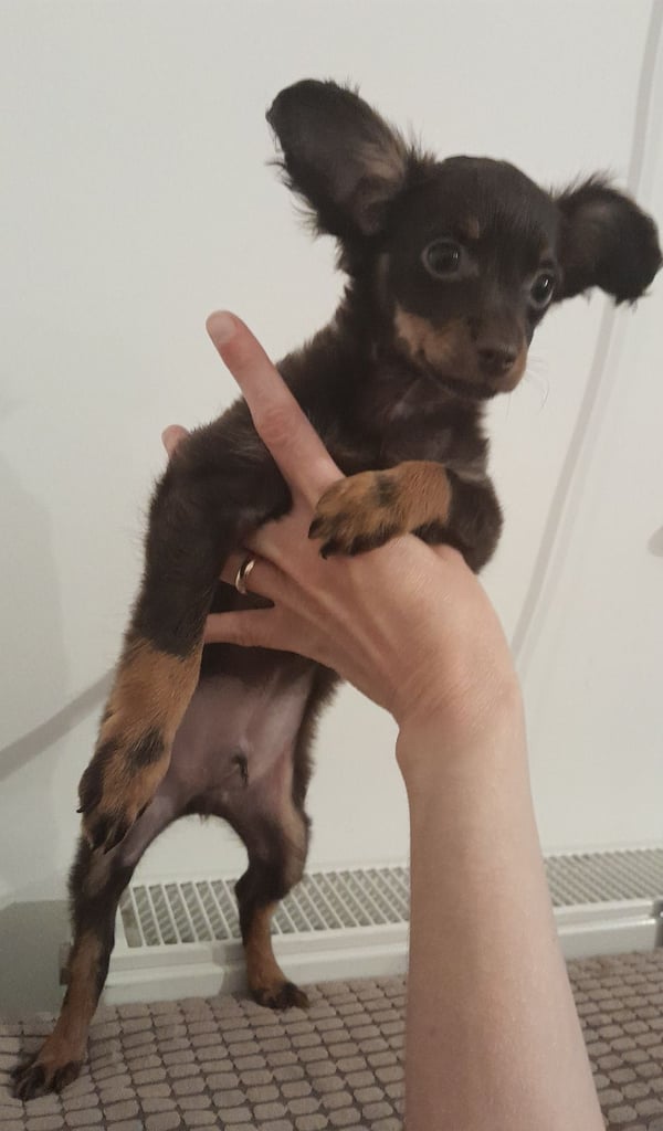 Purebred Russian Toy Terrier puppy long-haired