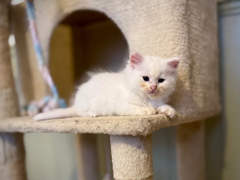 image for Pure Siberian kittens 