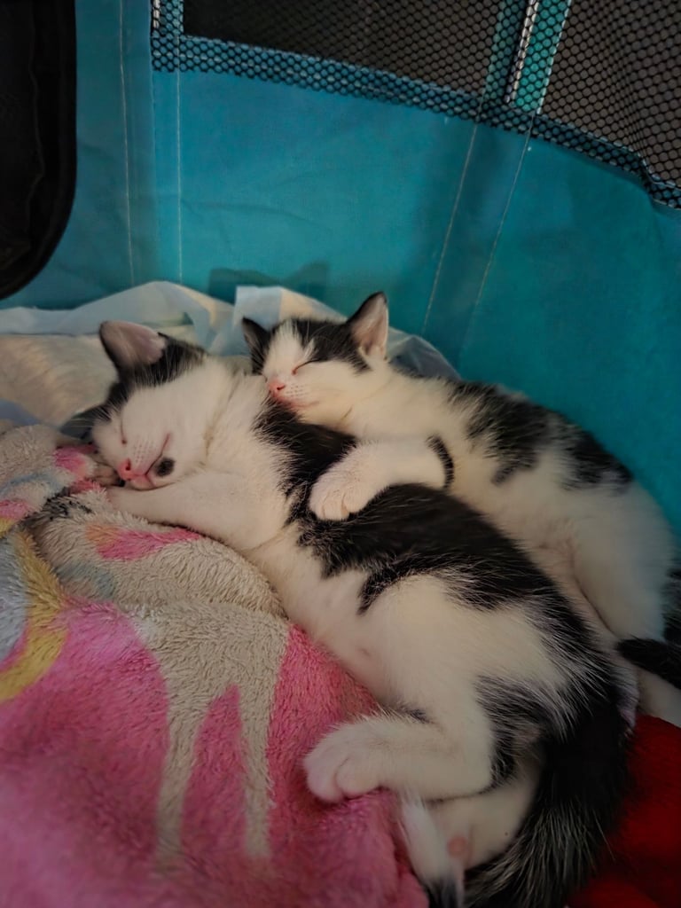 Female Kittens