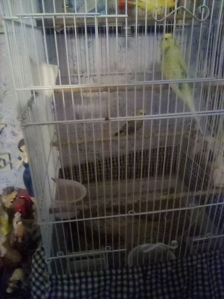 4 Budgies plue cage