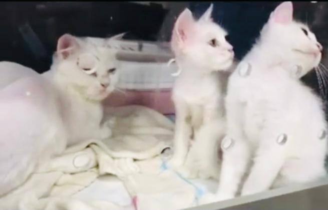 Turkish angora kittens 