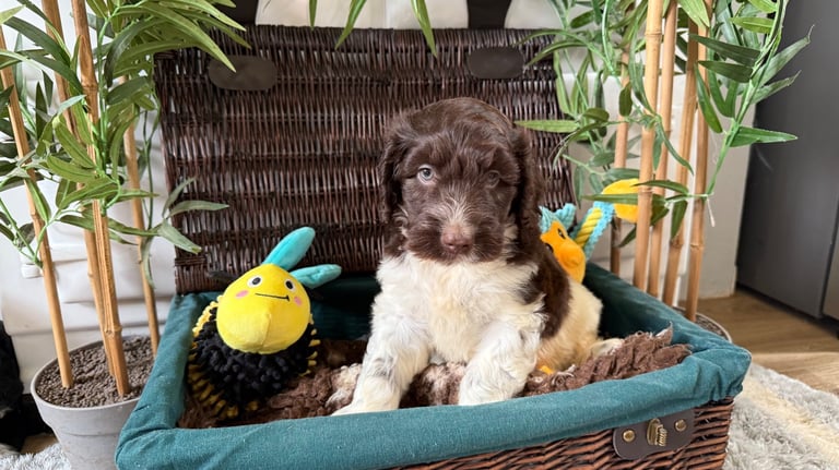 Gorgeous cockapoo puppies 
