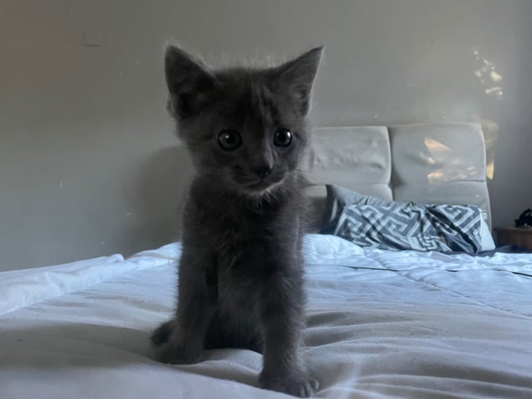 Ragdoll kitten 