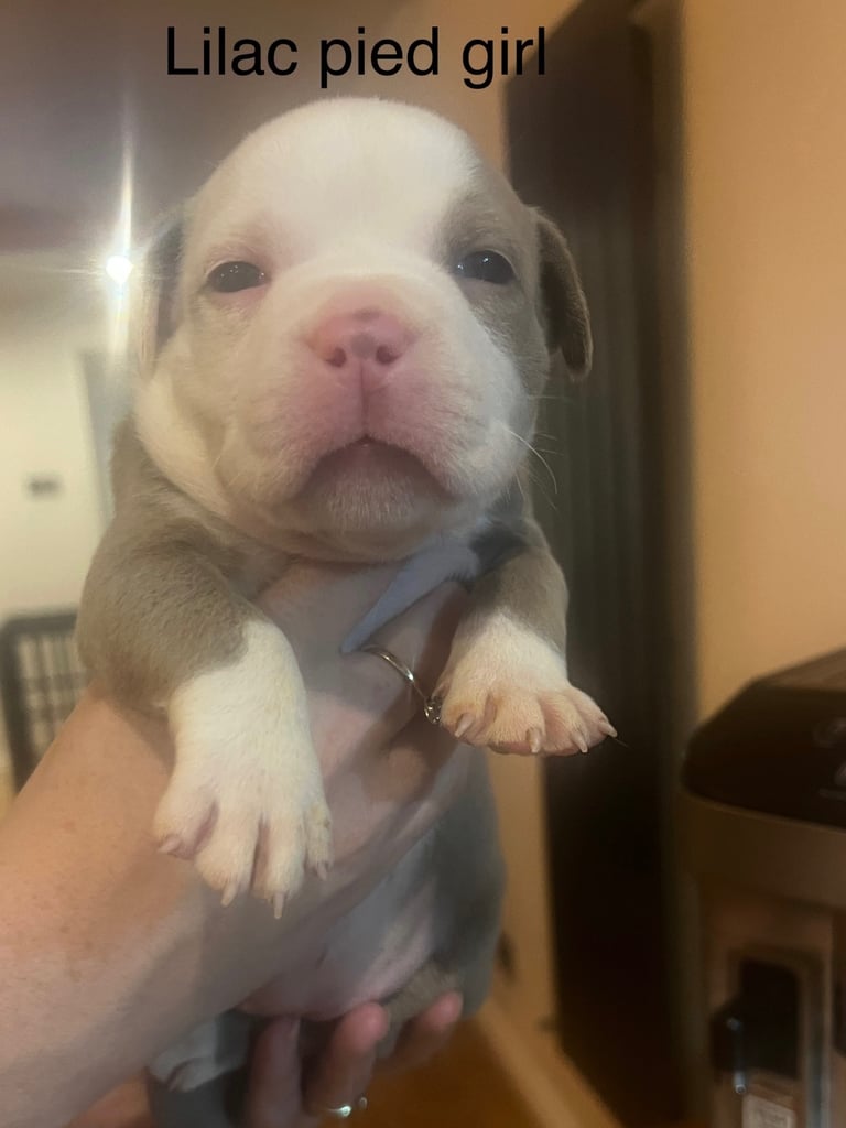 Pedigree pocket bully pups for sale! 