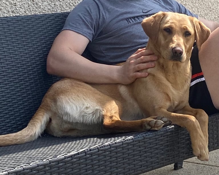 image for KC Registered Labrador  