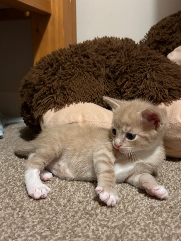 All Male Kittens ready 6/11/2025