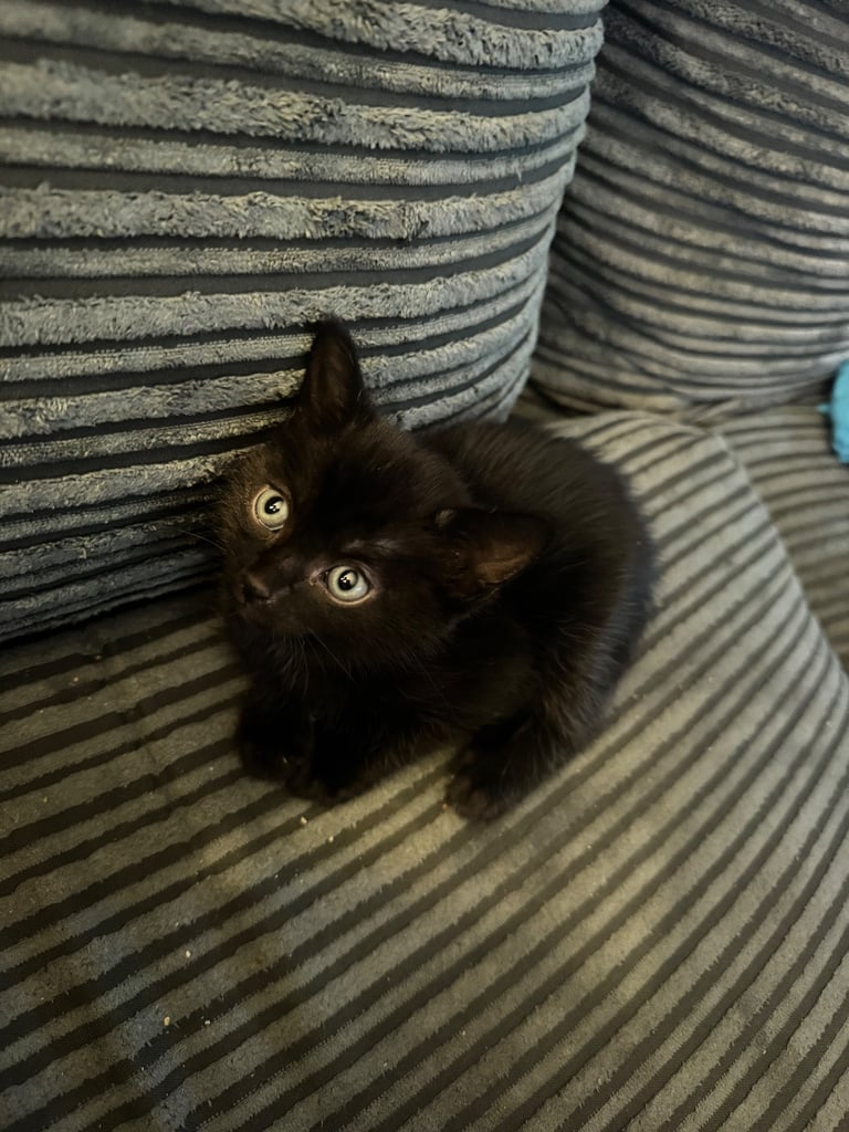 7 week old Kittens for sale 
