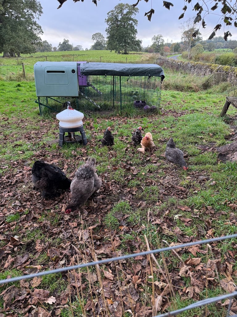 Five lovely hens