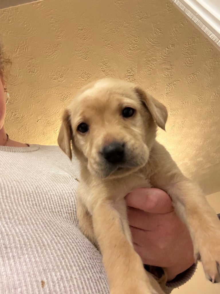 Red fox Labrador puppies for sale 