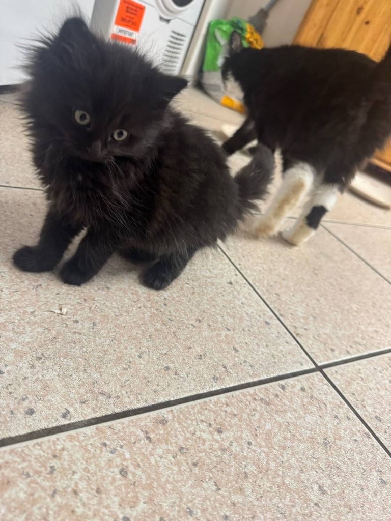 5 kittens ready for forever homes 