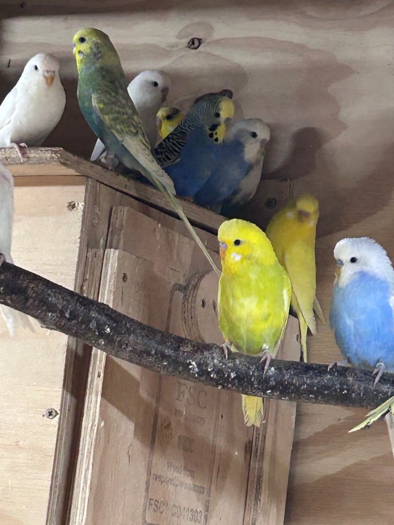 Beautiful baby budgies
