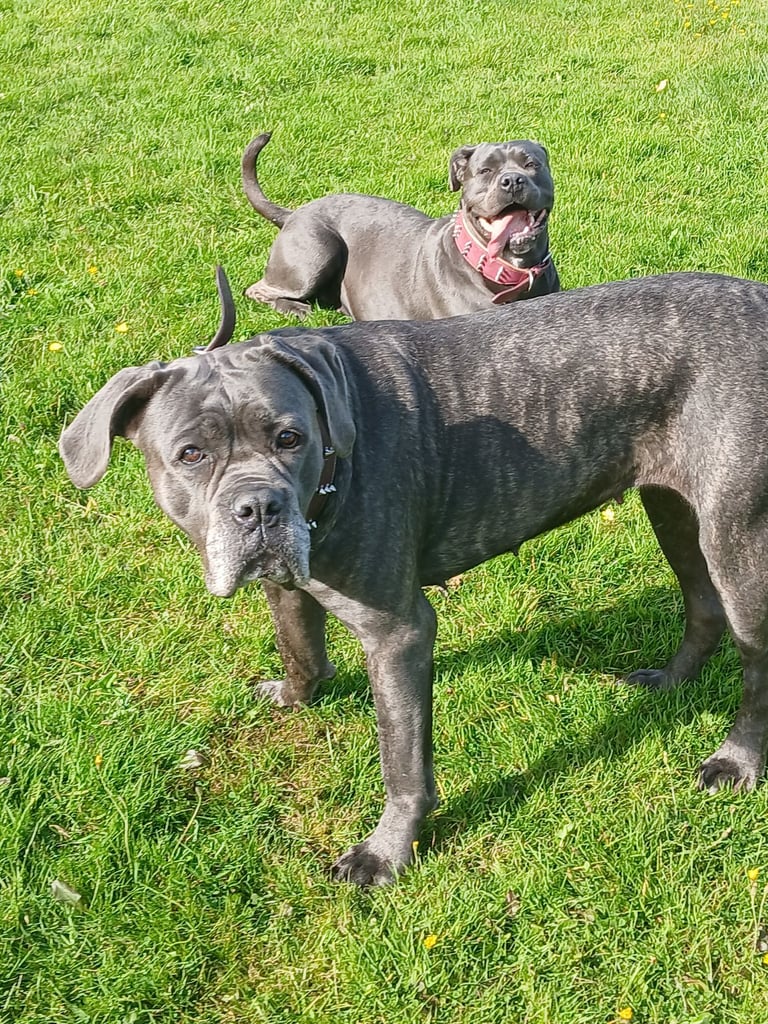 Cane Corso females iccf paperwork