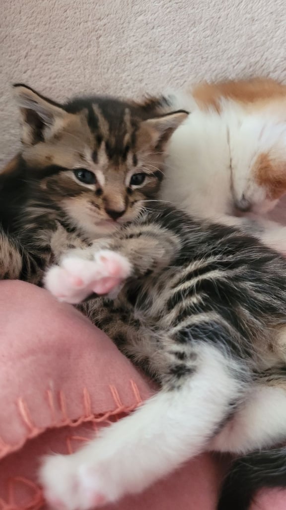 Beautiful ginger and taby are looking for their forever families 