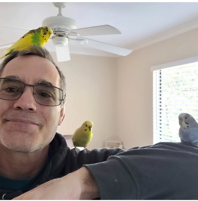 Baby Budgies & Cockatiels – Hand-Tame – From £20