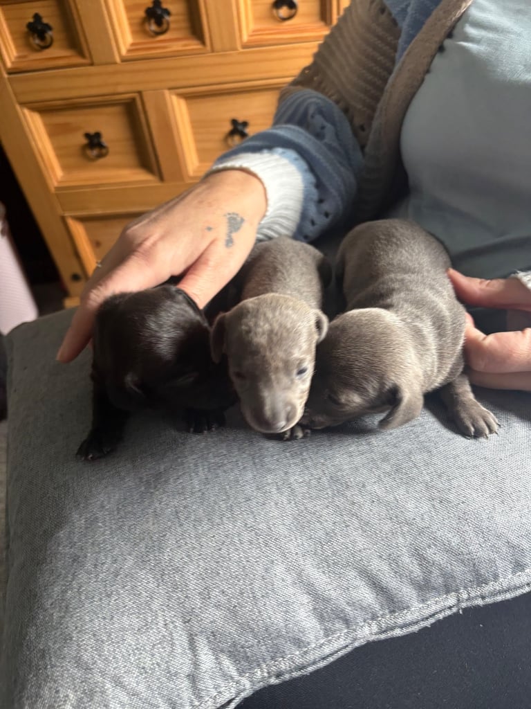 image for Female dachshunds 