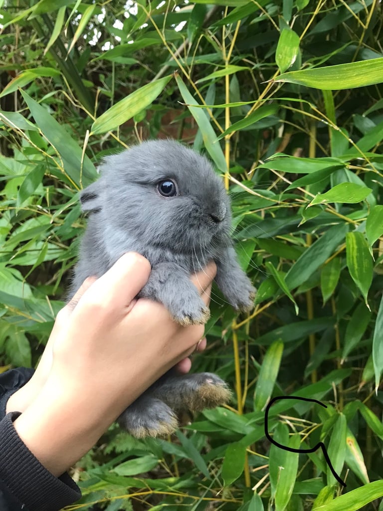 Baby rabbits ready now last 2 boys