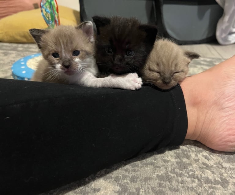 Ragdoll mix (available Now) reserved 