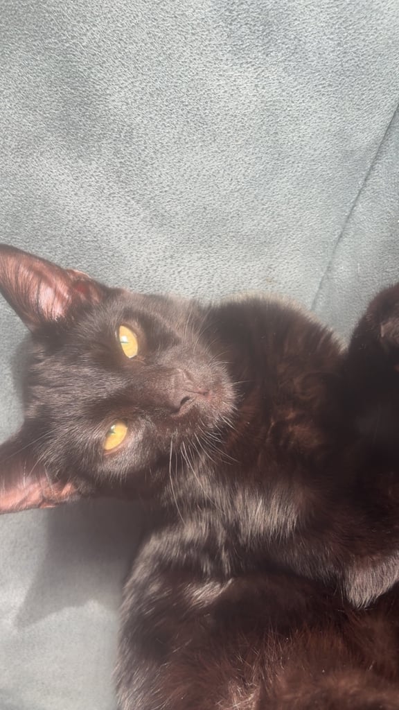 !4 gorgeous kittens for sale! £50 for a pair