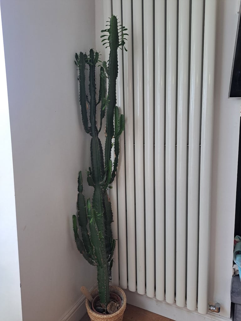 image for Cactus plant