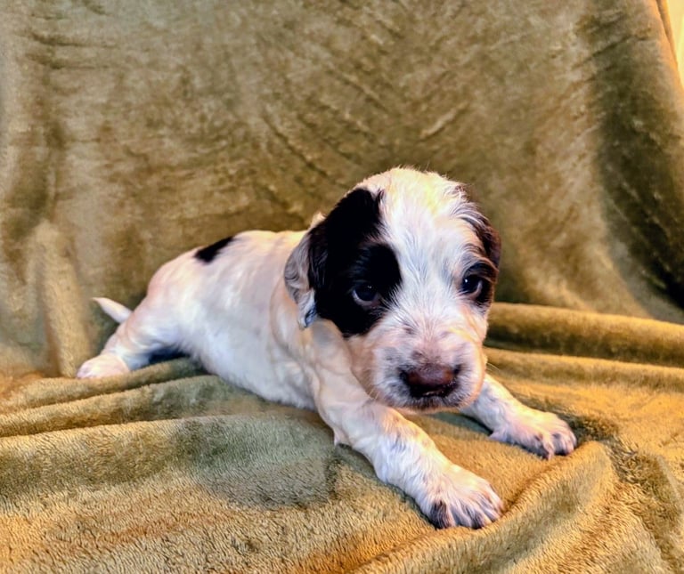Cocker spaniel puppies 