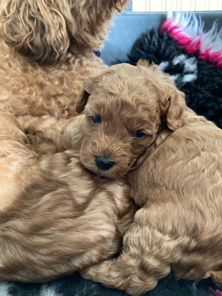 F1B TINY COCKAPOOS
