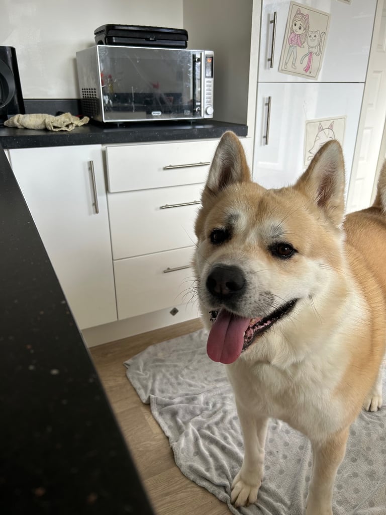 Male American Akita in desperate need for a new loving home.