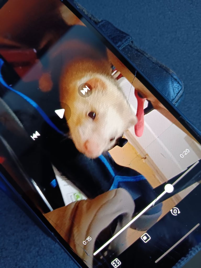 Found a lost female ferret