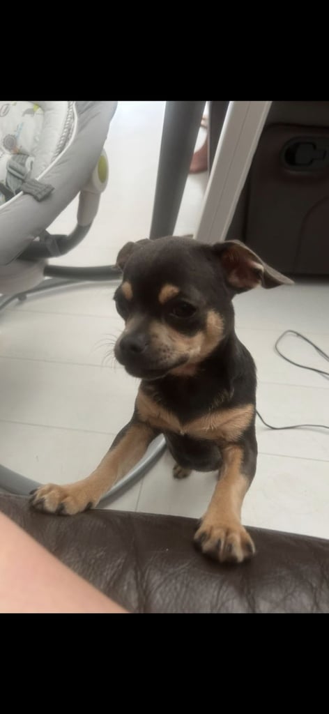 image for 9 month old chug
