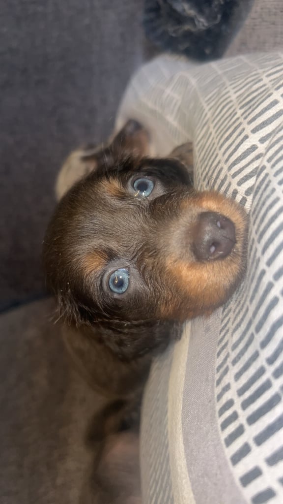 Dachshund puppies ready 20th novemeber 